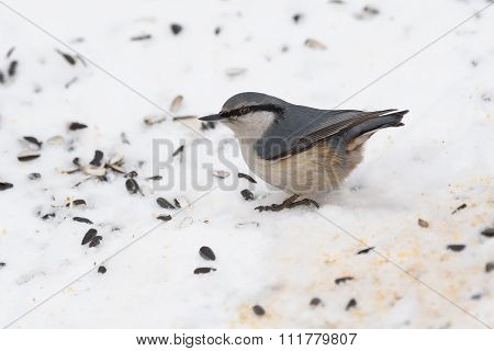 Nuthatch