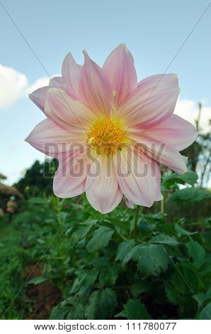 Pink Cosmos Flower In Chiangmai Thailand