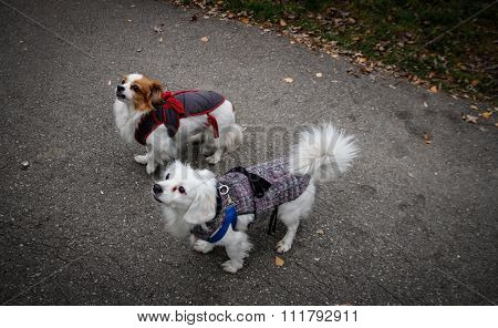 Pekingese dogs in park
