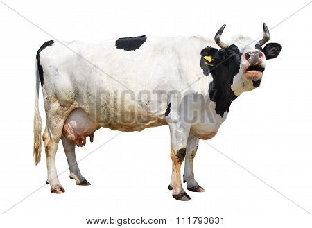 Cow isolated on white