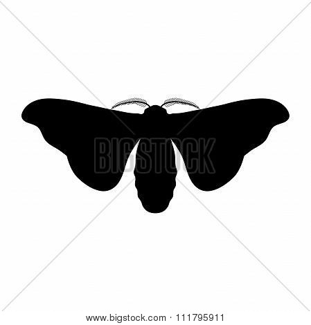 butterfly Bombyx mori.  Sketch of butterfly. butterfly isolated on white background.