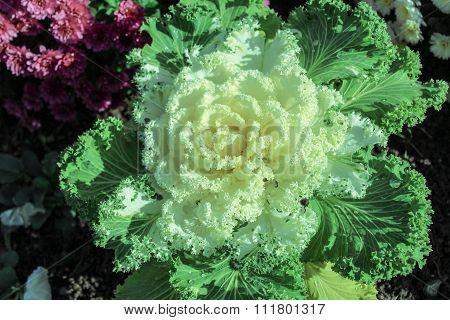 Ornamental Cabbage