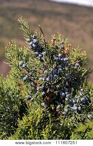 Juniper Bush With Dark Blue Berries Close Up
