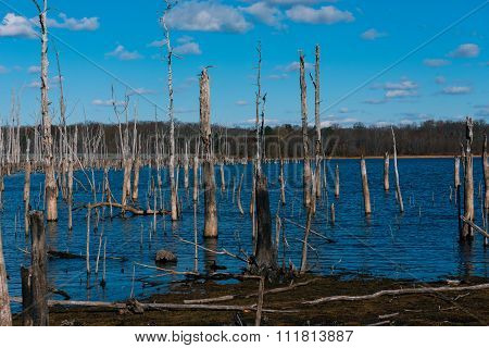 Dead Wood In Blue Water