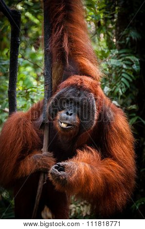 Alpha Male Orang Utan hanging on a tree in the jungle, Indonesia