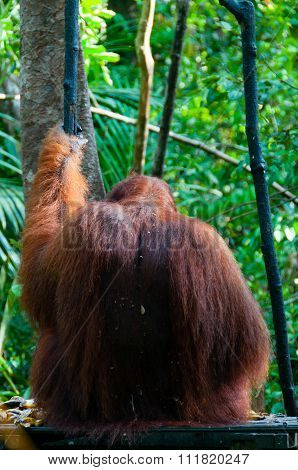Alpha Male Orang Utan hanging on a tree in the jungle, Indonesia