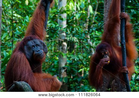 two Orangutan hanging on a tree in the jungle, Indonesia