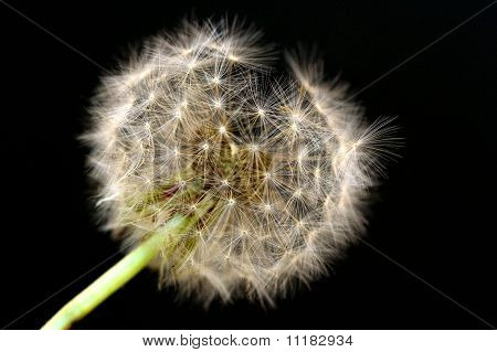 Dandelion