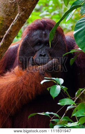 Alpha male orang utan eating portrait front