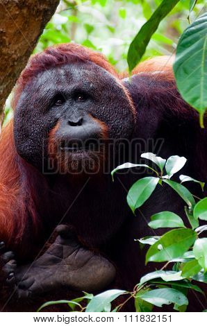 Alpha male orang utan eating portrait front