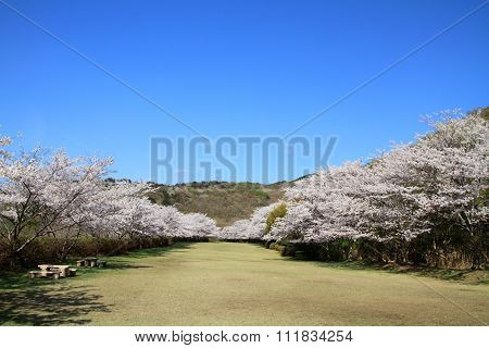 Row of cherry blossom trees in Izu Shizuoka Japan