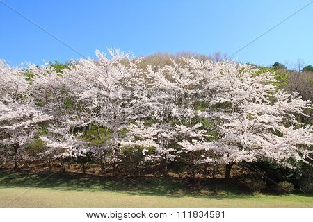Row of cherry blossom trees in Izu Shizuoka Japan