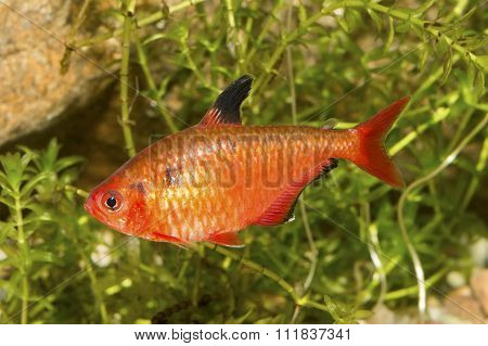 Red Tetra Fish In A Aquarium