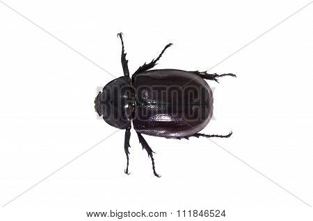 Beetle,rhinoceros Beetle, Rhino Beetle, Hercules Beetle, Unicorn Beetle