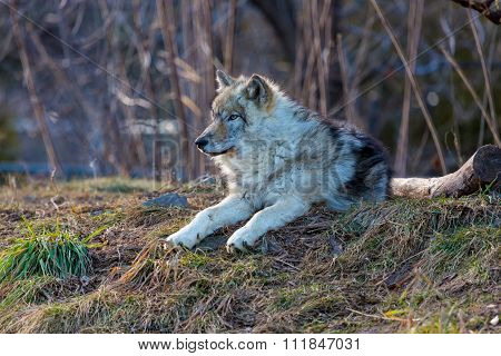 North American Grey Wolf.