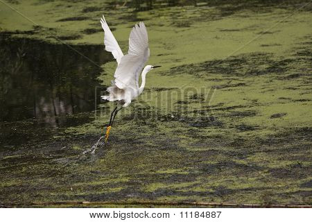 Las alas