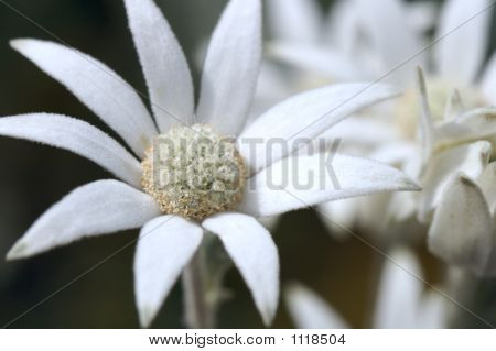 Weiße Blume
