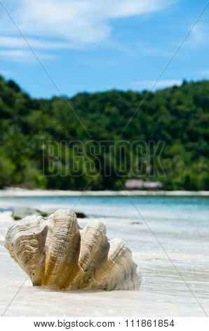 Shell on The white sand beach in front of blue ocean and green island,  Raja Ampat