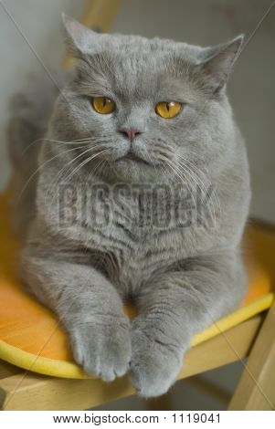 Британский Кот