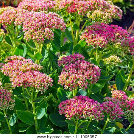 Sedum prominent (Sedum spectabile)
