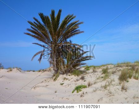 Palm Tree At The Sandy Beach