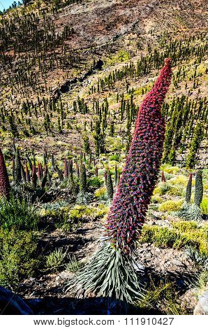 Tajinaste Flower of Tenerife Island
