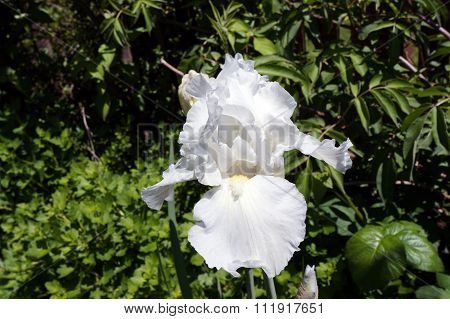 White Bearded Iris