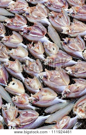 Fresh Fish Drying