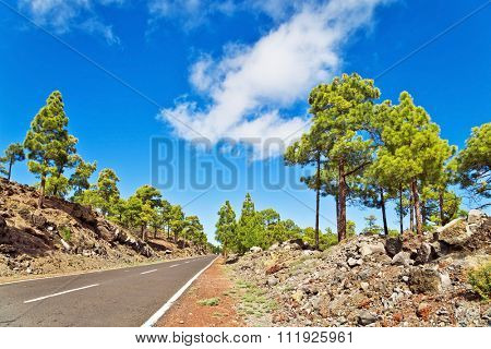 Landscape with road in pine grove, mountains, sea in Teide National Park, Tenerife, Canary Islands, Spain 