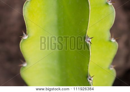 Cactus Plant Detail - Green Catus Macro