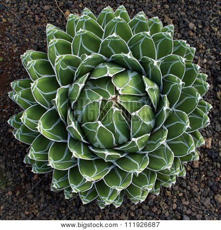 Round Cactus / Succulent Plant - Natural Pattern / Floral Pattern