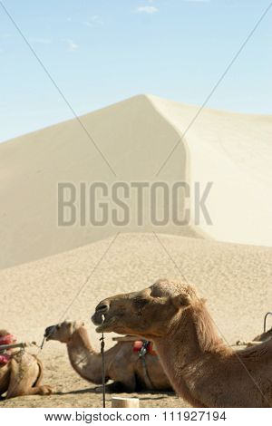 Camel in Mingsha Shan (Echo Sand Mountain) in Dunhuang China