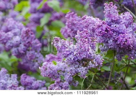 Spring lilac flowers