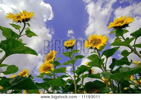 Sonnenblumen mit Wolken