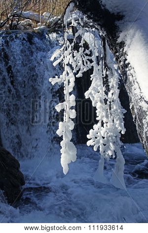 Icicles on a branch