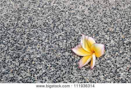 Closeup Fallen Yellow Flower On Black Marble Stone Floor Texture Background