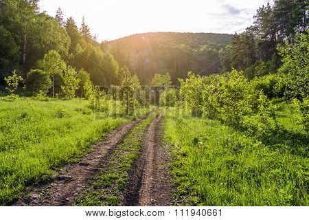 Dirt Road Through The Forest