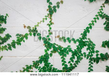 Coatbuttons On Wall