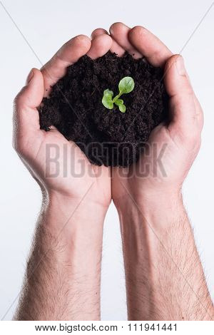 Hands Holds Topsoil With Plant