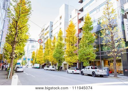 Roadside ginkgo trees in Tokyo Japan