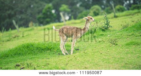 Baby Alpaca, also called Cria