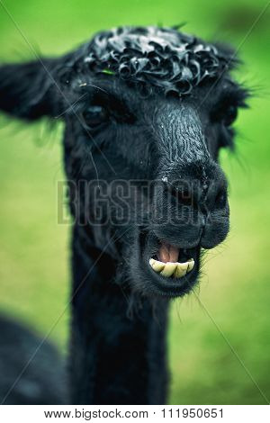 Baby Alpaca, also called Cria