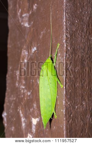 Long-horned Grasshopper Or Bush Cricket
