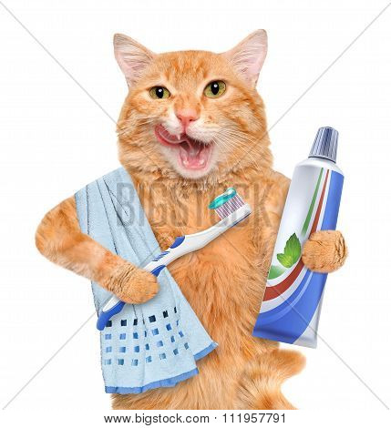 Brushing teeth cat.