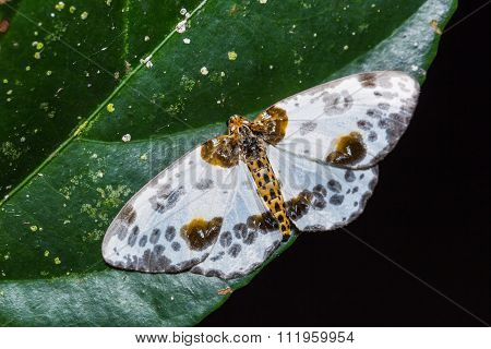 Abraxas Lugubris Moth On Green Leaf