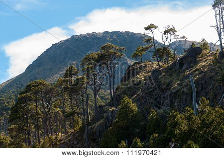 Very Tall and Skinny Trees on slope of biggest mountain Tajamulco in Guatemala