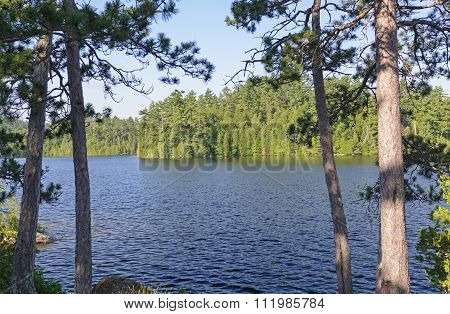 Shadows And Light In The North Woods