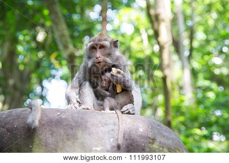 Family of long-tailed macaque (Macaca fascicularis) in Sacred Monkey Forest Ubud Indonesia