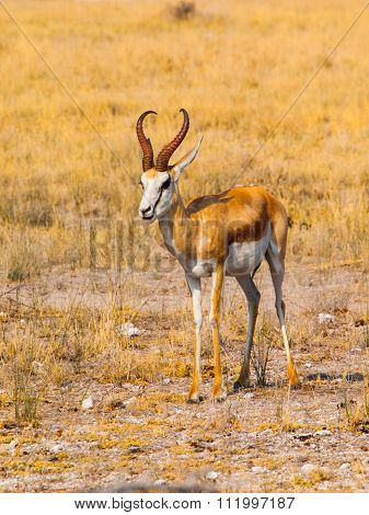 Young impala in Etosha Nationa Park