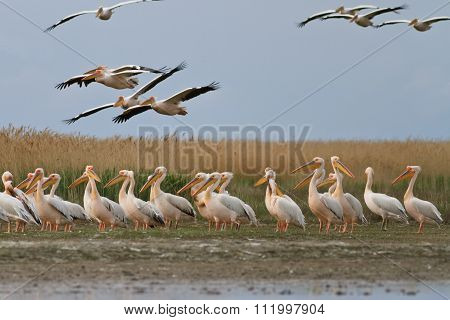 White Pelican (pelecanus Onocrotalus)
